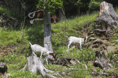 ©-arno-gruber-sen.AY7A79501513299311311.-Juni-2025-113-von-140